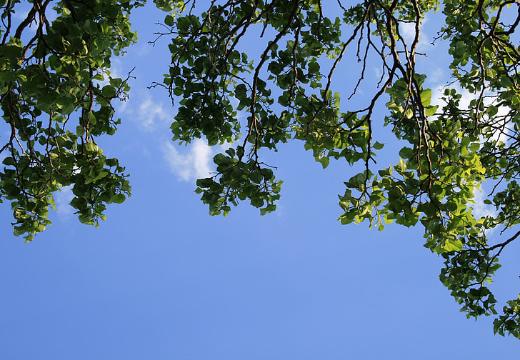 branches, trees, foliage, leaves, clumped, green, sky