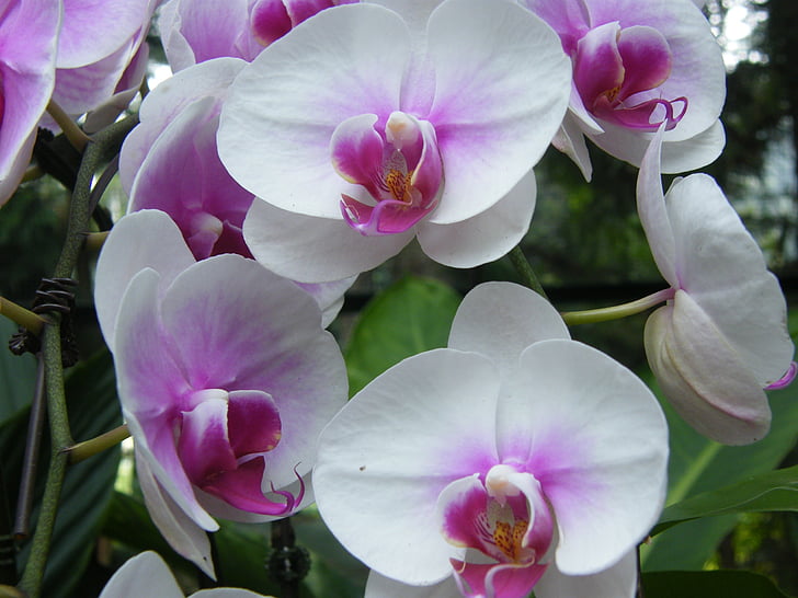orkideer, Singapore, anlegget, Botanisk hage, Blossom, blomst