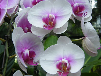 orquídeas, Cingapura, planta, jardim botânico, flor, flor