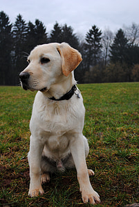 perro, Labrador, perro perdiguero de Labrador, lindo, animal