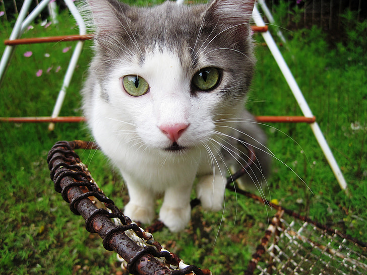 gato, animal de estimação, olhos verdes, gato Ragdoll, Branco, cinza, vendo