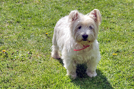 kutya, West highland white terrier, Háziállat, westie, West highland terrier