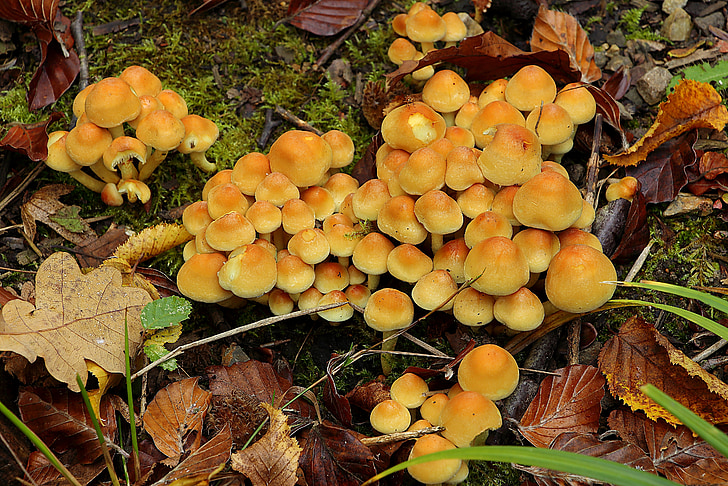 mushrooms, forest mushrooms, forest, forest floor, nature, mushroom picking, yellow mushroom