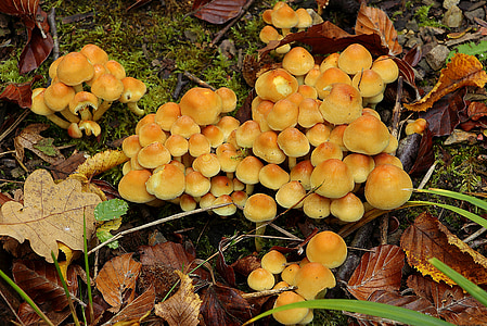 mushrooms, forest mushrooms, forest, forest floor, nature, mushroom picking, yellow mushroom
