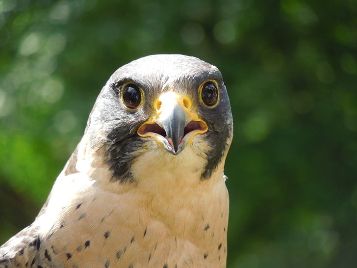 Peregrine falcon, Raptor, Natur, in der Nähe