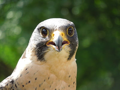 peregrine falcon, นก, ธรรมชาติ, ปิด