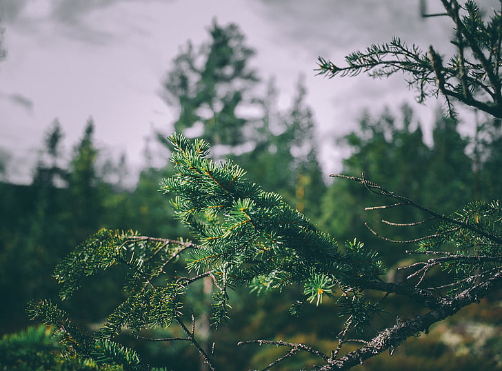 blur, branch, bright, close-up, conifers, environment, evergreen
