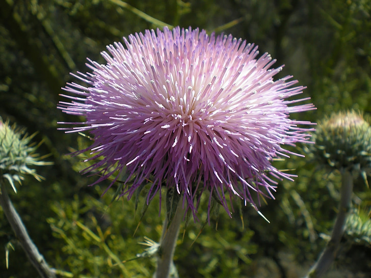 desert thistle, thistle, plant, nature, weed, spiked, bloom