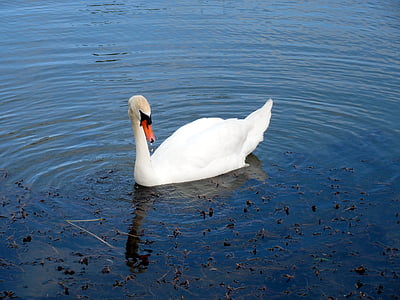swan, water bird, water, swans, gooseneck, mute swan, swim