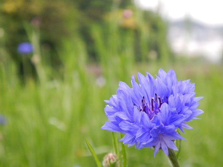 flores, azul, Nemophila, bonito, Miosótis, jardim, flor do Japão