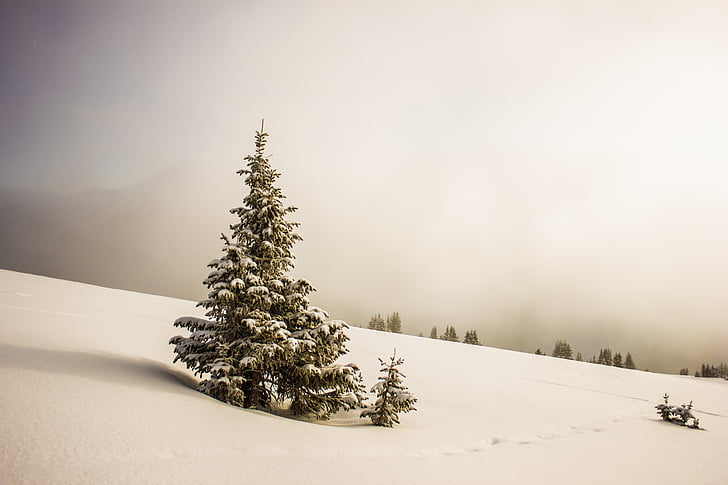 snow, covered, tree, top, hill, daytime, nature