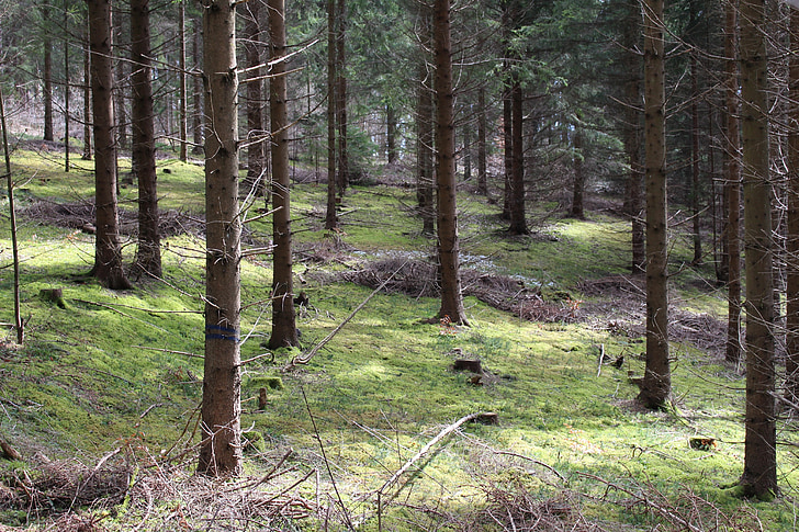 Les, stromy, mech, nálada, chůze, zotavení, jehličnany (konifery)