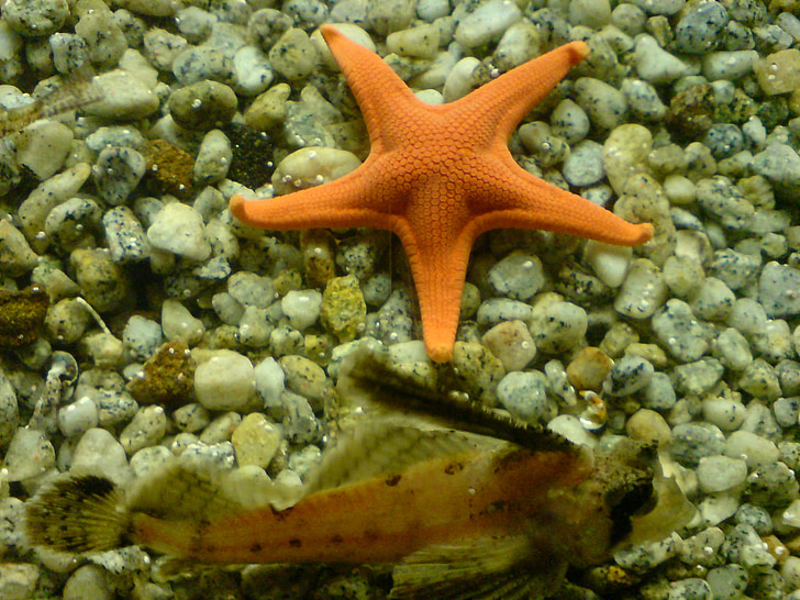 морска звезда, море, аквариум, havdfjur, водни животни, риба