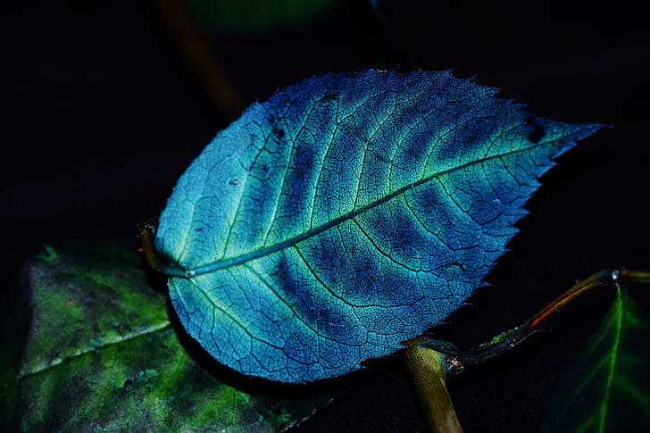 foliage, color, blue, plant, grain