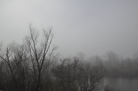 bomen, mist, zwart-wit, Bayou