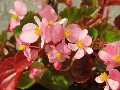 Begonia, květiny, růžová, kvetoucí, Příroda, závod, jaro