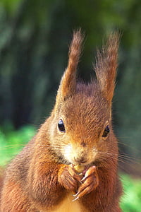 squirrel, animals, nature, portrait, one animal, rodent, animal themes