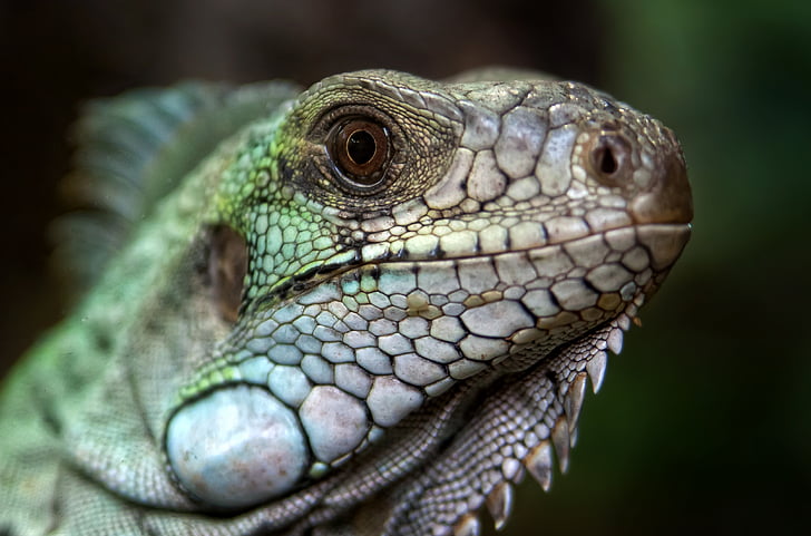 llangardaix, rèptil, animal, criatura, Iguana verda, Dragó, colors