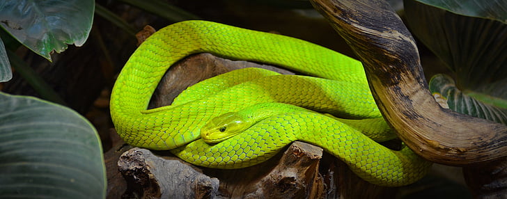 mamba vert, serpent, Mamba, reptile, Créature :, échelle, dangereuses