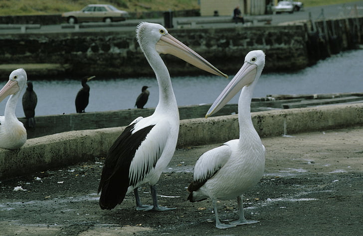 glazen pelikanen, Pelikan, Pelikanen, Pelecanidae, Pelecanus, vogels, water vogels