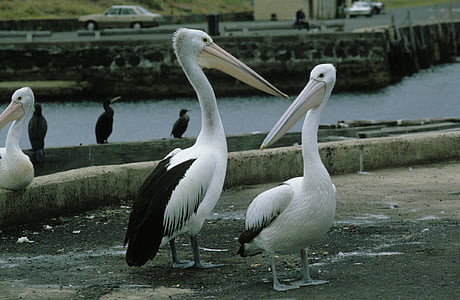 glasses pelicans, pelikan, pelicans, pelecanidae, pelecanus, birds, water bird