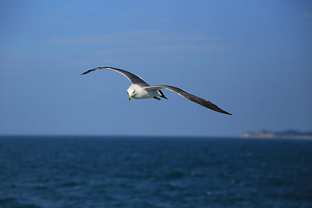 Seagull, naturen, djur, fågel, havet, flygande, vilda djur