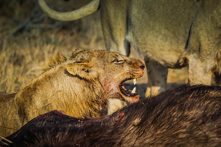 sư tử, con thú, ngoài trời, tự nhiên, đầu, động vật, động vật ăn thịt