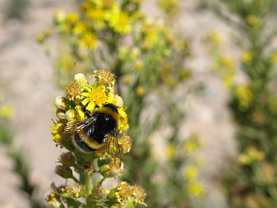 пчела, Bombus terrestris, опрашване, цвете, цветен прашец, насекоми, опрашвам