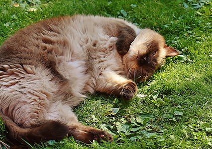 macska, brit Rövidszőrű, telivér, szőrme, barna, bézs, kék szem