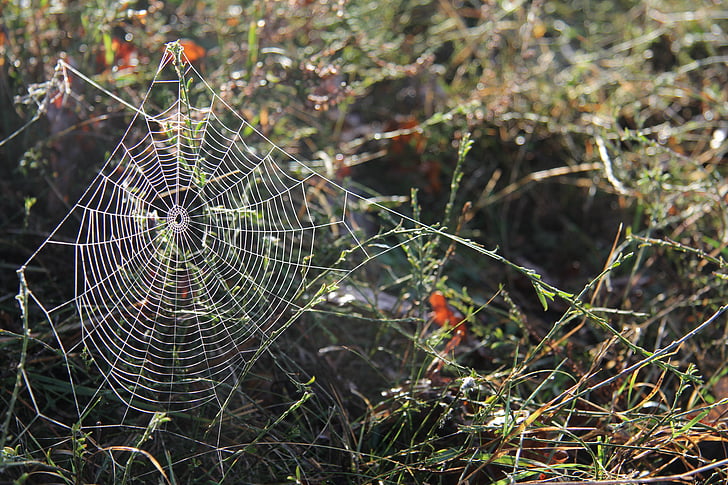 δίκτυο, αράχνη, φύση, ιστός αράχνης, Νοέμβριος, ηλιοφάνεια