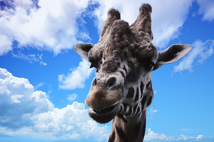 žirafa, živali, prosto živeče živali, narave, divje, sesalec, oblak - nebo