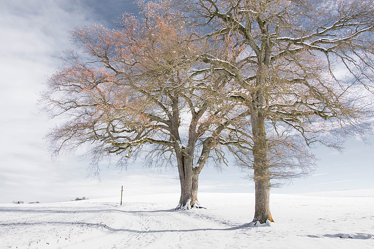 strom, Zimní, Příroda, sníh, Zimní krajina, holé, chlad