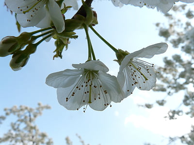 třešňový květ, třešeň, květ, Bloom, bílá, jaro, Bílý květ