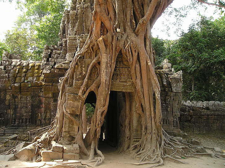 Angkor, Wat, Kambodsja, overgrodd, jungelen, tempelet, treet