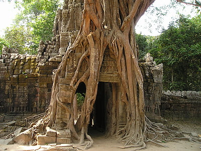angkor, wat, cambodia, overgrown, jungle, temple, tree