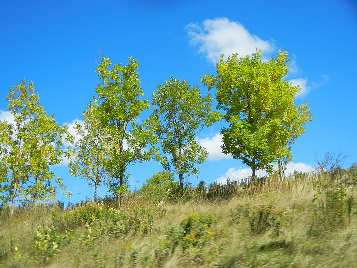 trees, sky, clouds, blue, grass, grassy, forest