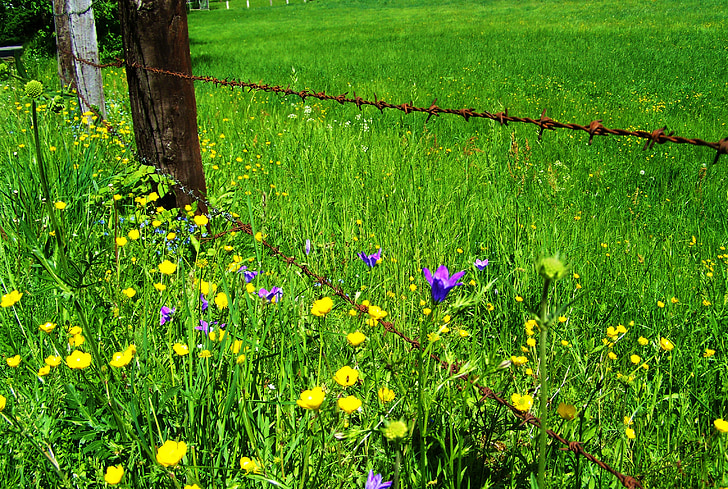 meadow flowers, rusted barbed wire, nature