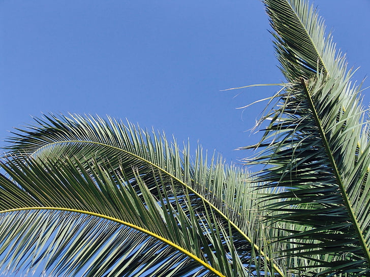 Sky, arbre, bleu, été, chaleur, nature, palmier