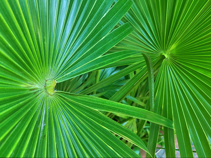 palmino lišće, fronds, palme, dlan, list, tropska, biljka