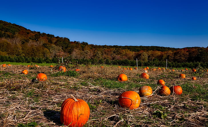 Pumpkin patch, ősz, őszi, Halloween, betakarítás, kültéri, a mező