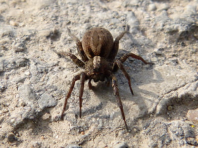 örümcek, Arachne, yırtıcı hayvan, gözler