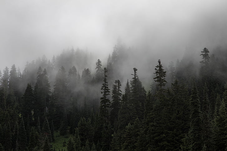bosque, árboles, niebla