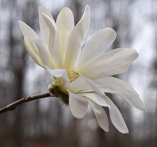 magnolia étoilé, Magnolia, arbre, plante, jardin, nature, printemps