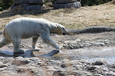 jegesmedve, medve, víz, játék, állat, természet, Északi-sark