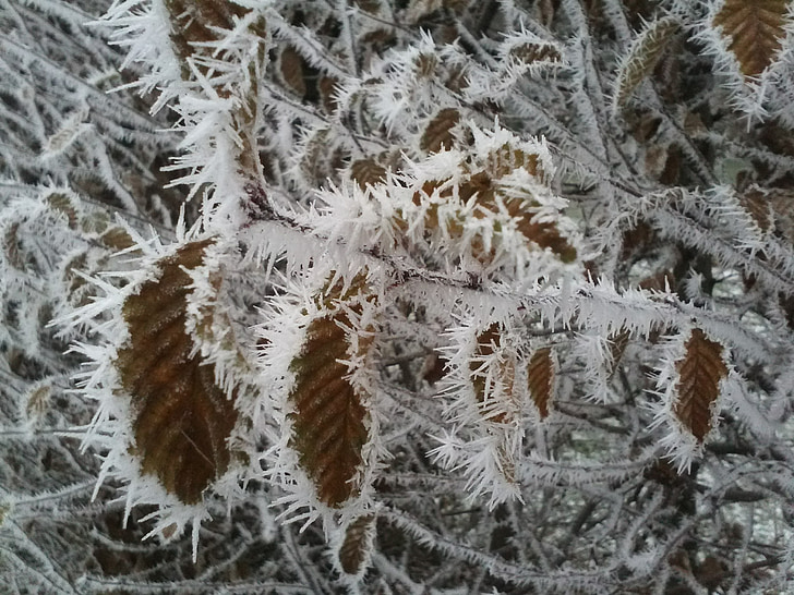 Фрост, листья, лед, Зима, холодная, сухой, eiskristalle