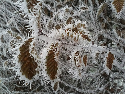 Mraz, lišće, LED, Zima, hladno, suha, eiskristalle