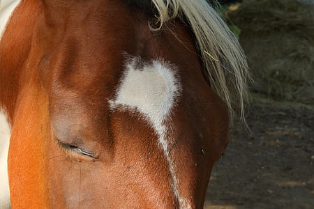 horse, horse head, brown, animal, eyes, friendly, head