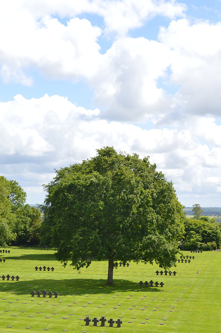tree, cemetery, normandy, sun, green, sky, cloud