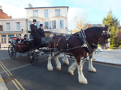 horse and carriage, dray, carriage, shire horses, horses, traditional, coach
