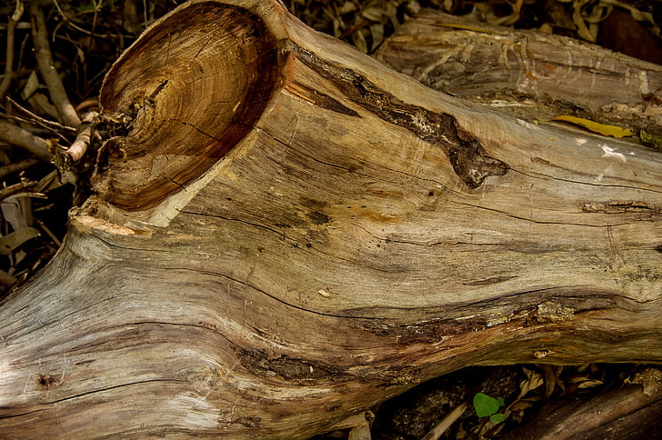 madera, árbol, tronco, madera aserrada, madera, textura, marrón